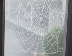 medium_spider_web.jpg