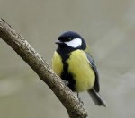 great tit.jpg