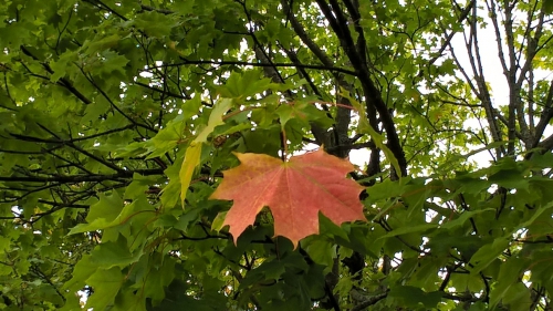 autumn leaf 2.jpg