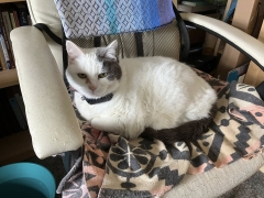 sasha chair.jpg