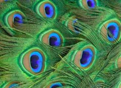 peacock feathers.jpg
