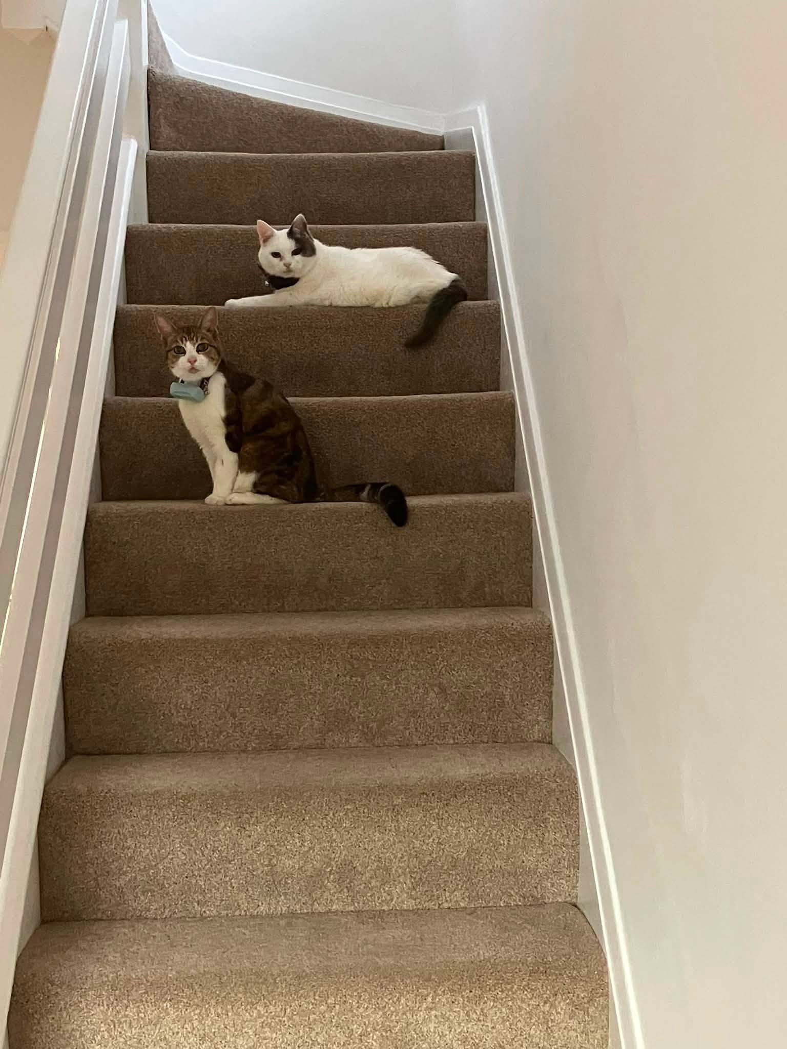 cats on stairs.jpg